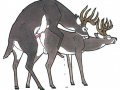 tor_120j_dirty_deer_10.jpg